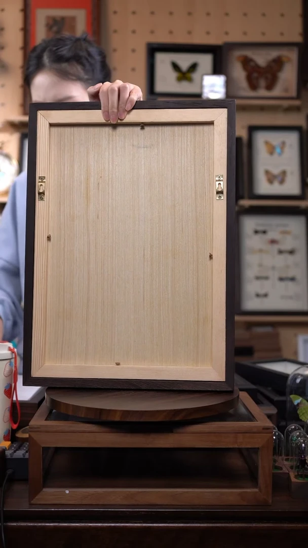 蝴蝶标本摆件竞拍e42