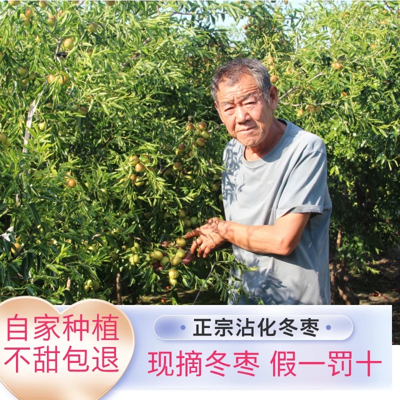 【现摘现发】山东沾化冬枣新鲜冬枣脆甜多汁新鲜水果冬枣鲜大枣包邮