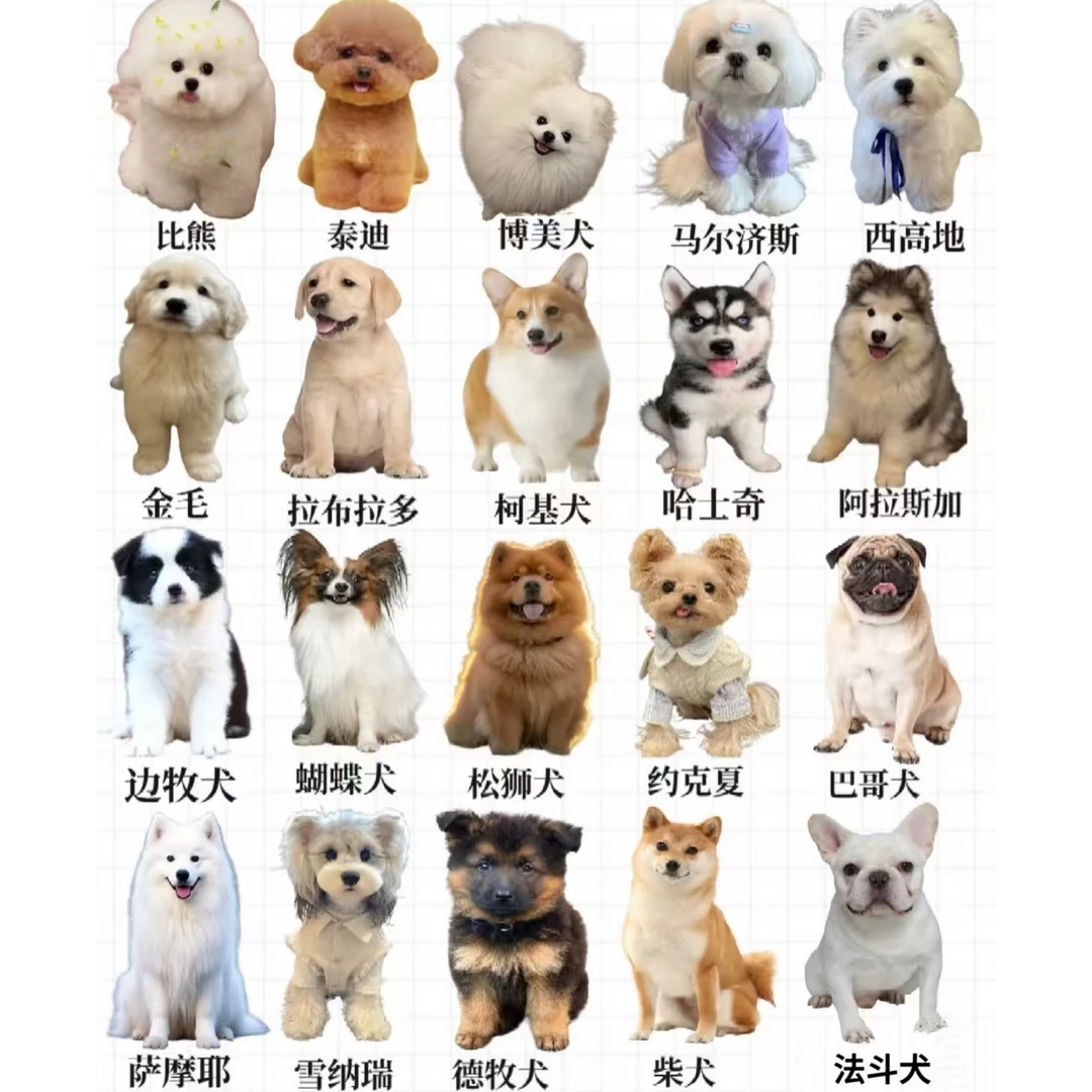兰州万商萌宠犬舍【李恒179】小型犬推荐品种