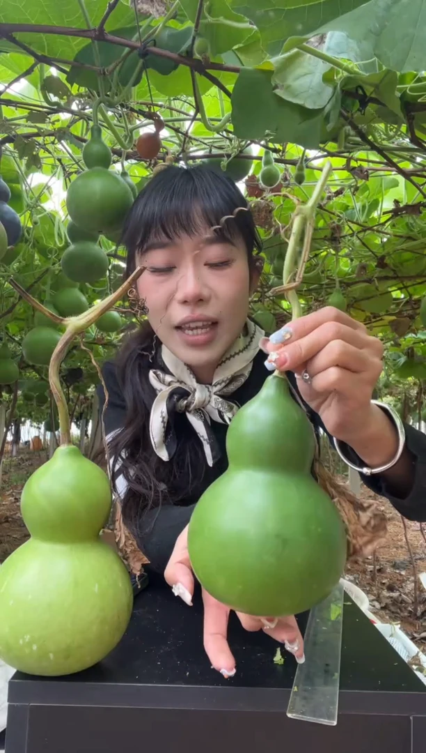 573天然葫芦摆件 一物一拍龙头不保售后