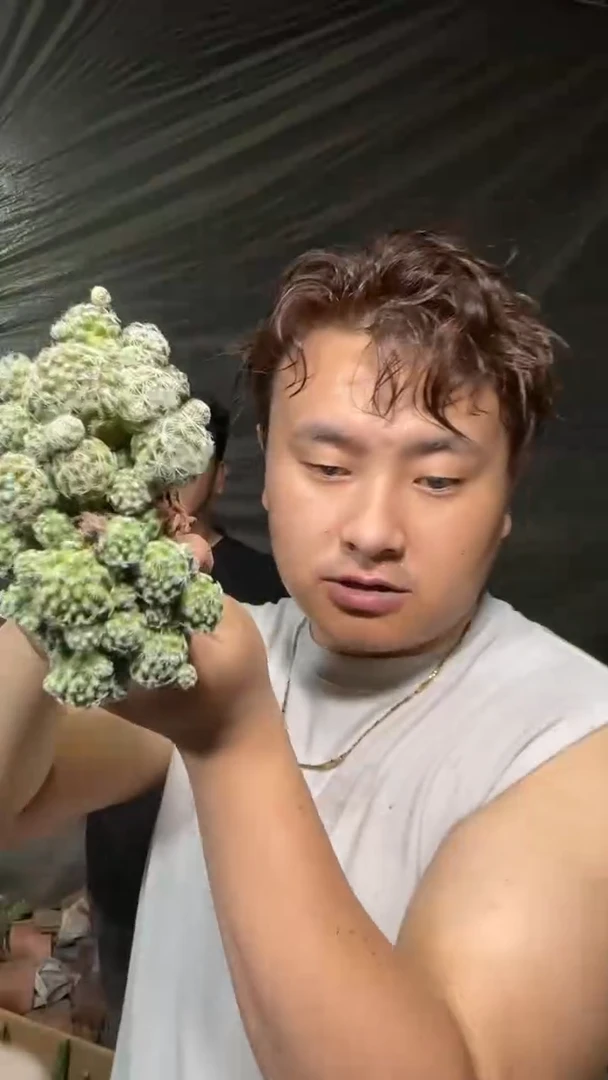 4颗 青鸟【实生根】5-7cm