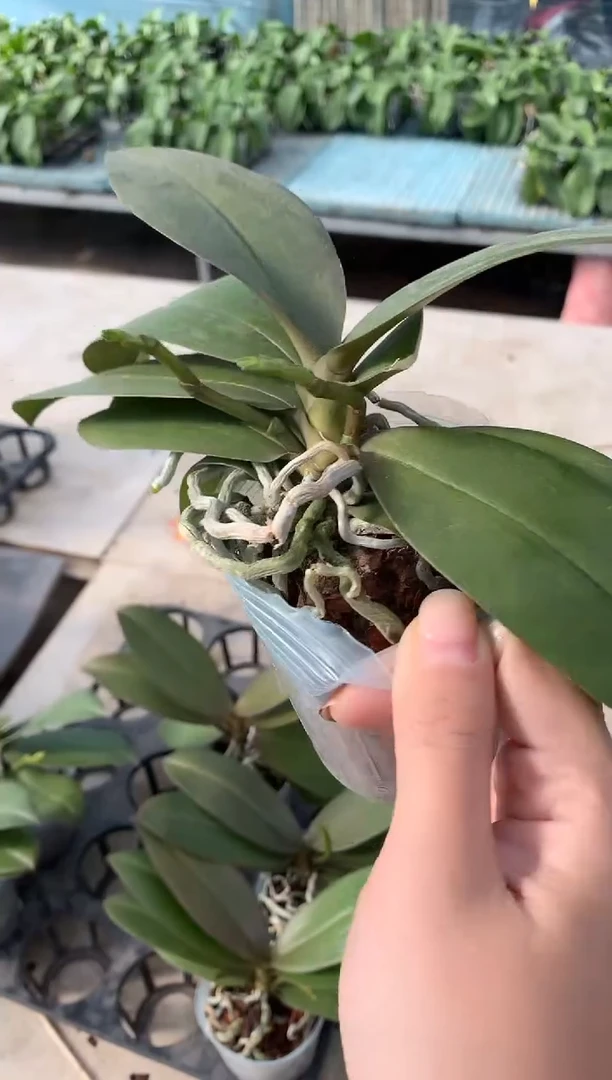 完全开放罗马情人福利