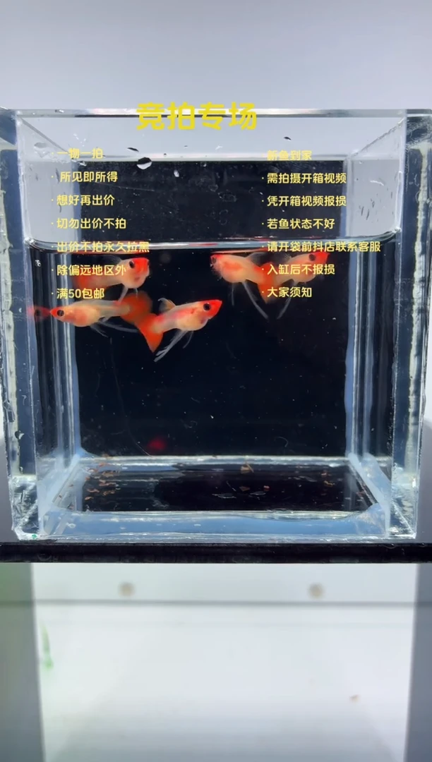 孔雀鱼深海蓝长工5条32