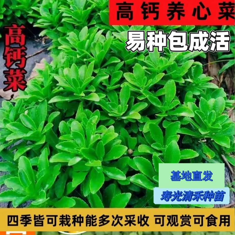 养心菜苗穴盘苗高产高钙四季种植