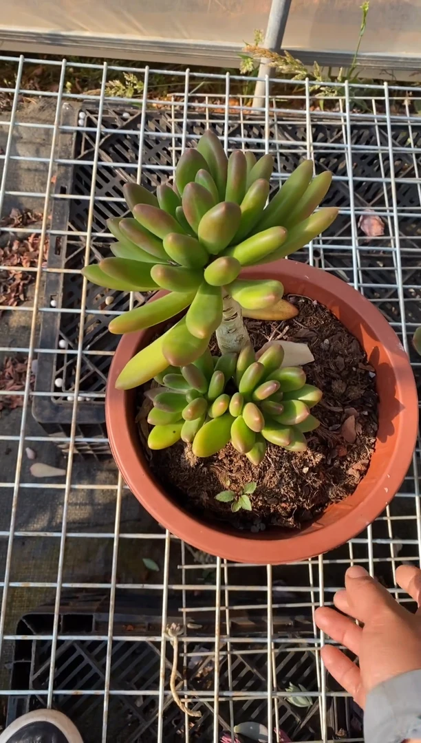 【闪购商品】0310金蝉