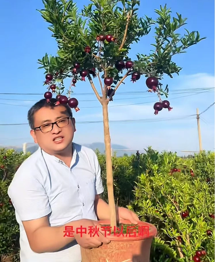 紫玉大果甜石榴 南北方种植阳台种植盆栽庭院植物