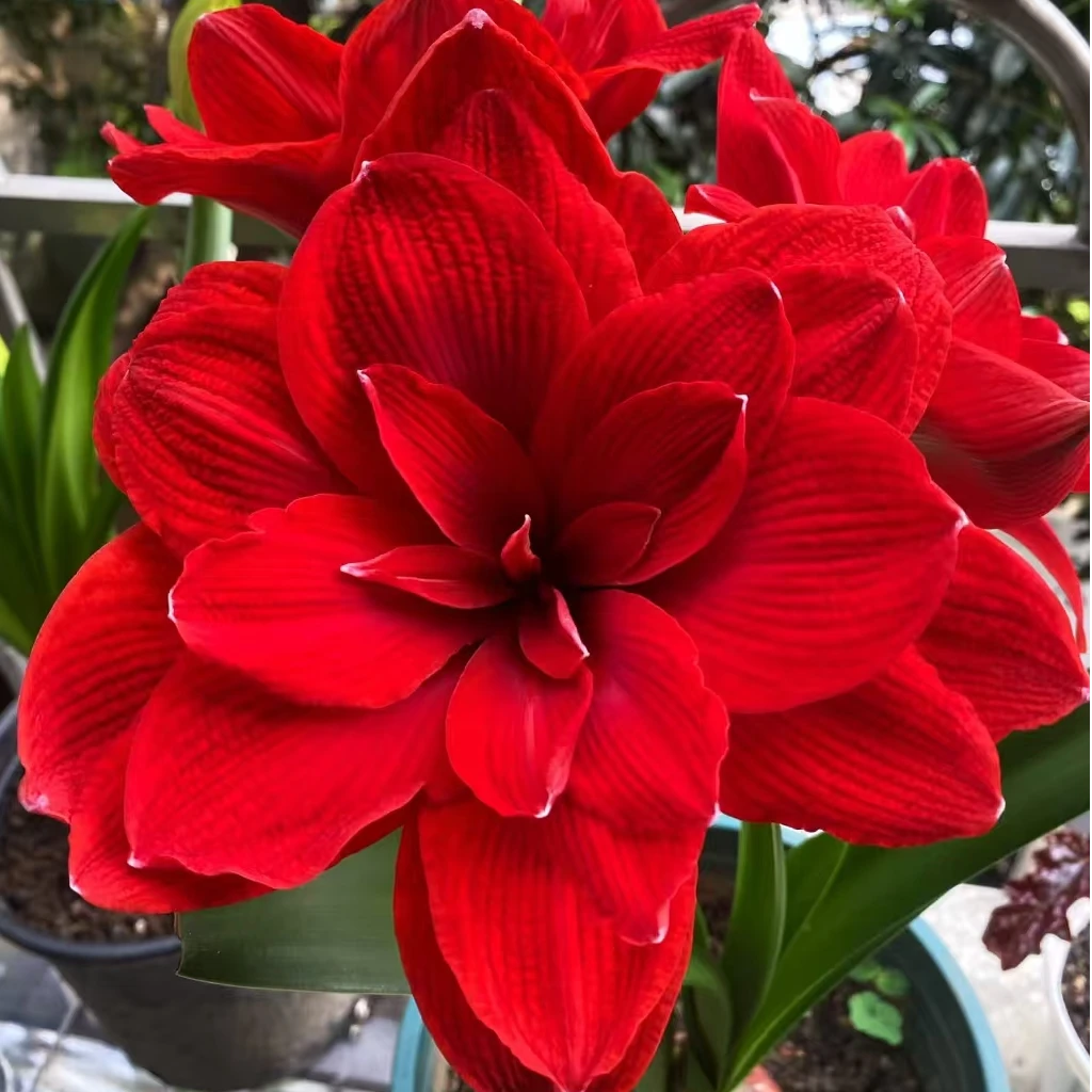 朱顶红种球（双龙3-4cm左右）自然球幼苗一颗【拍2送1】