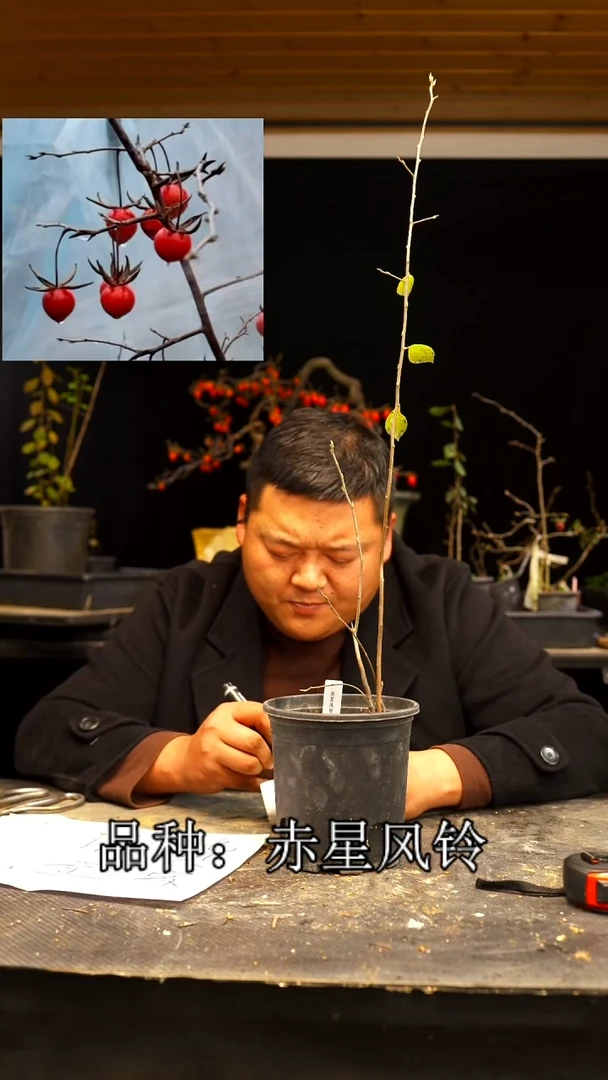 无花朵张/140顺丰到付/251213/5/赤星风铃
