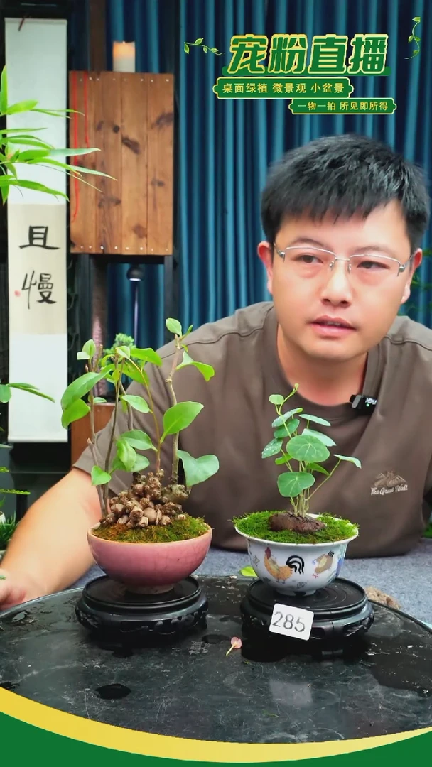 无花朵妮*児苔藓微景观285号