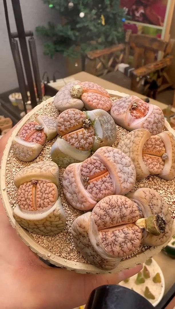 【闪购商品】22-34山脉拿铁母本一颗