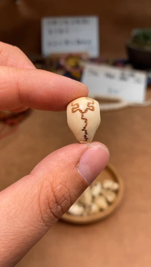 【闪购商品】牛骨其他P165-三界三通-有棕裂