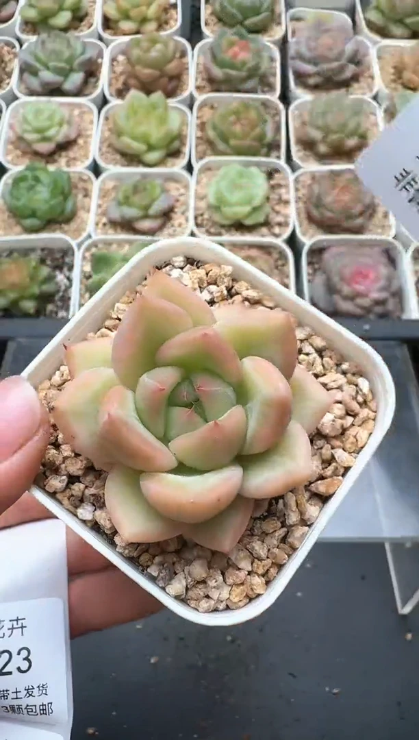 522D云禹多肉植物 带盆土纸巾打包 3颗包邮