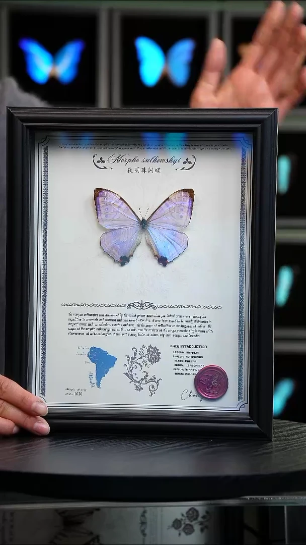 蝴蝶标本摆件竞拍H910