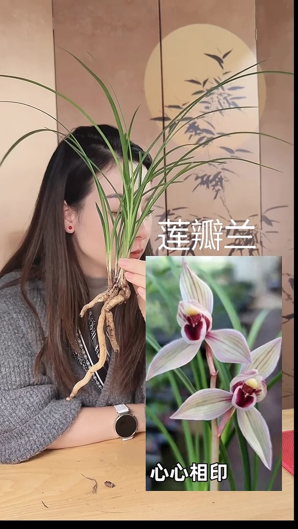 当前无花栽培后可以开花：心心相印