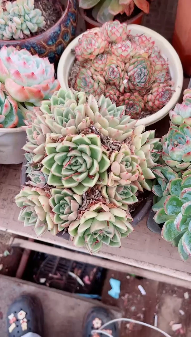一****i27149多肉植物一物一拍