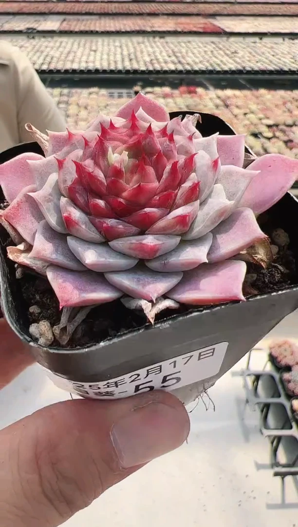 【闪购商品】向日葵-55