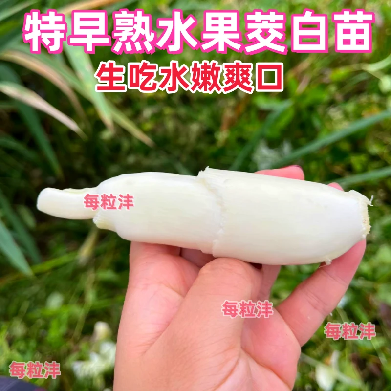 特早熟双季茭白苗水果茭白鸡腿茭水笋苗高瓜苗高产茭白老蹲苗