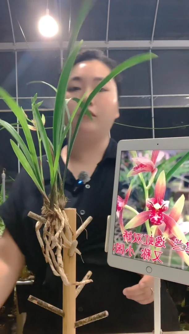 当前无花朵，栽培后可花朵舞*小国魂