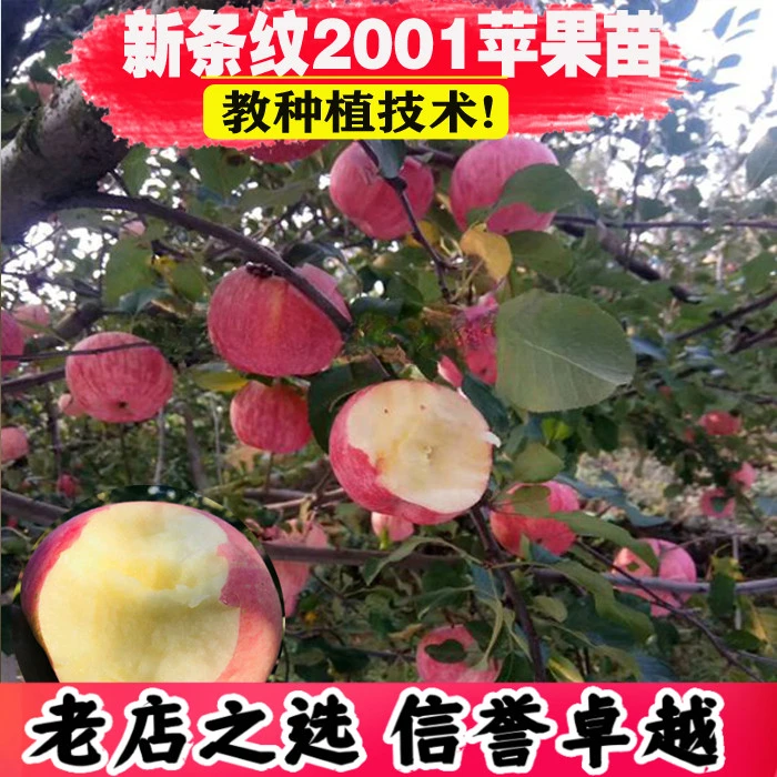苹果树苗 新条纹2001红富士苹果苗 南北方种植盆栽地栽果树 果苗