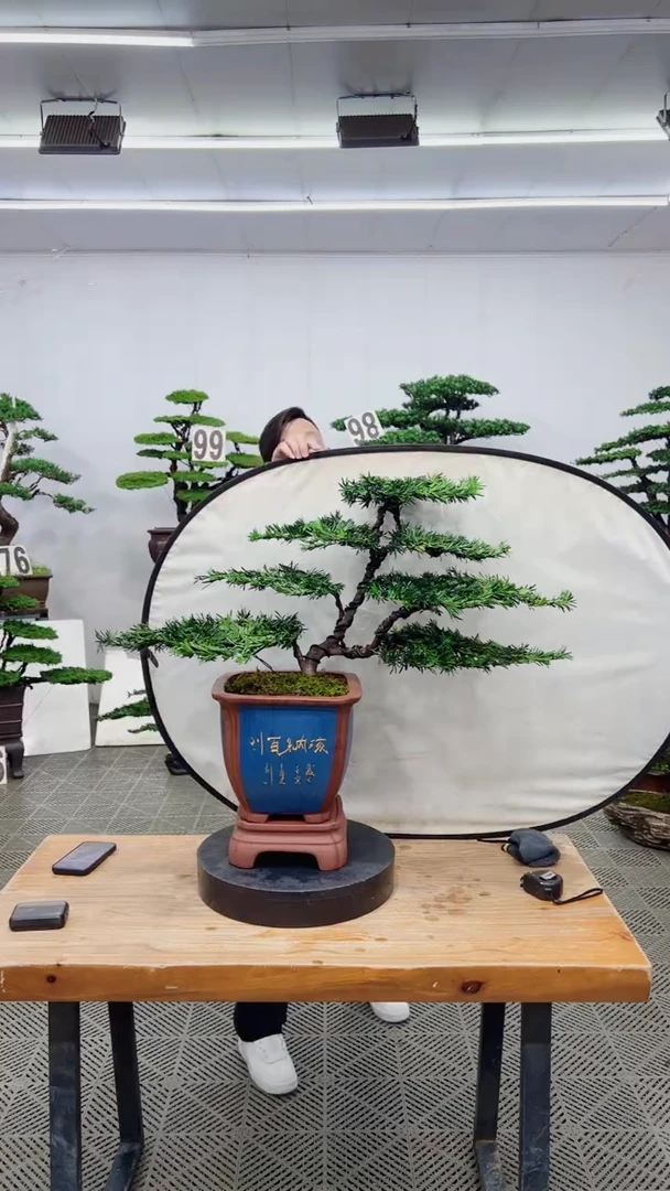 无花朵造型盆景一物一拍