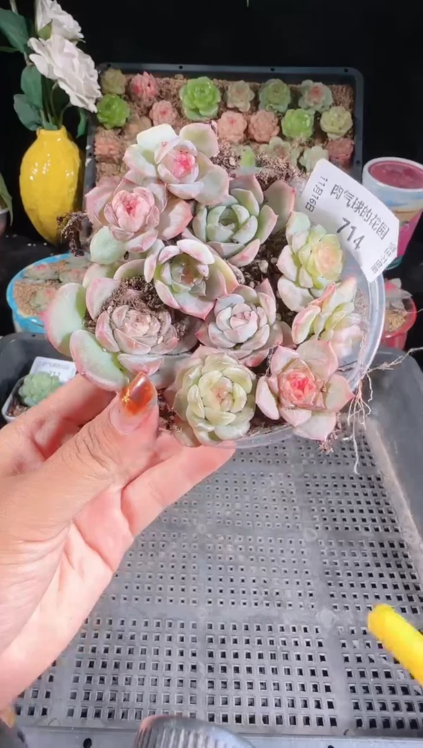 1116-714切糕群生不包整