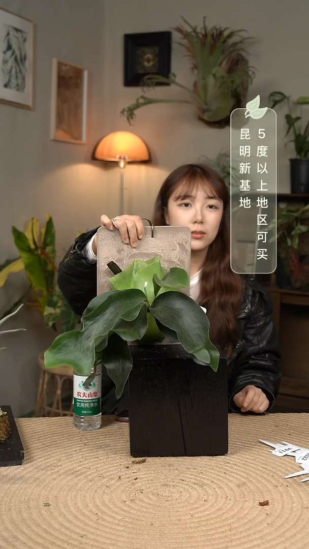 不开花植物V010-深绿孢子苗（叶片微瑕）