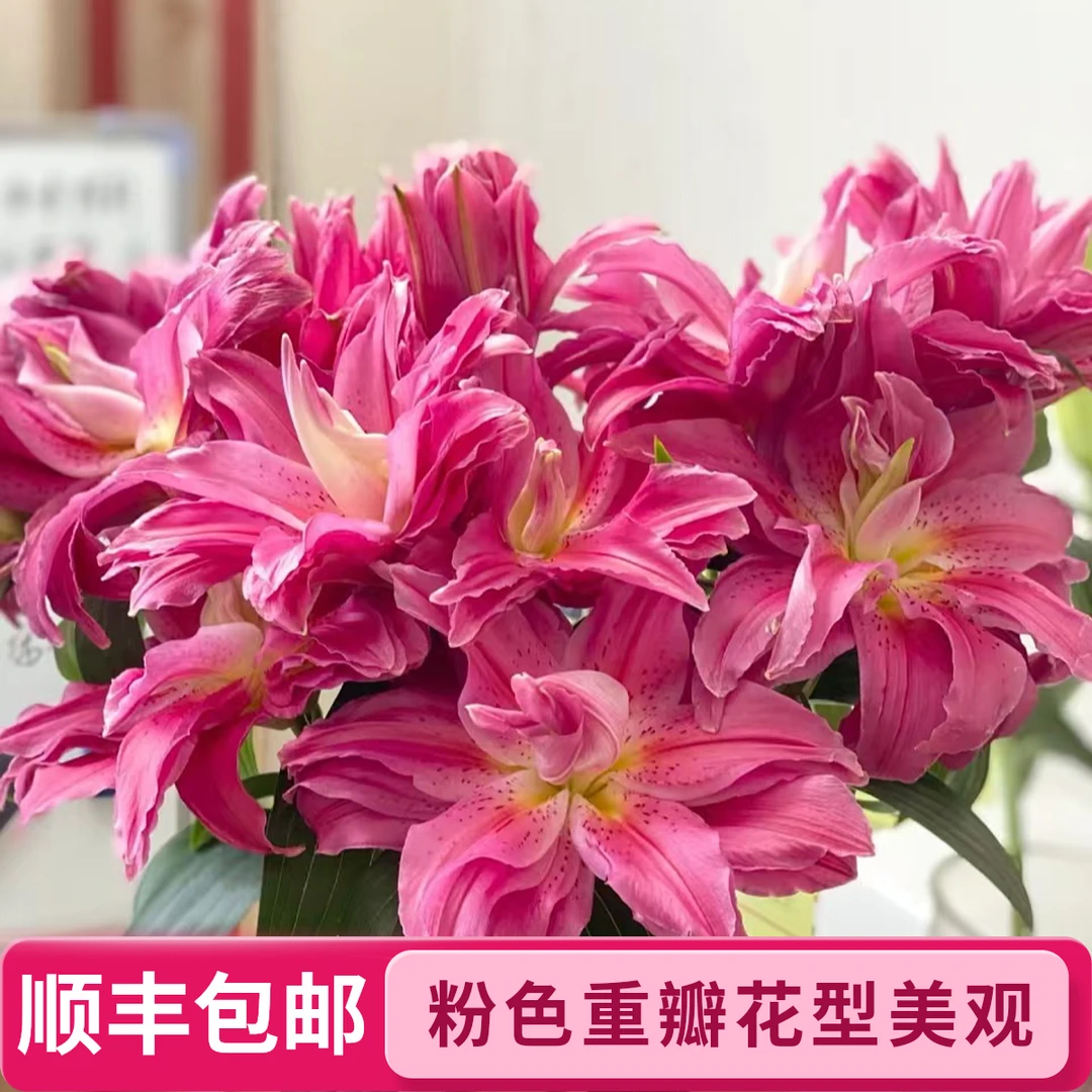 红美人【粉色重瓣】顺丰包邮