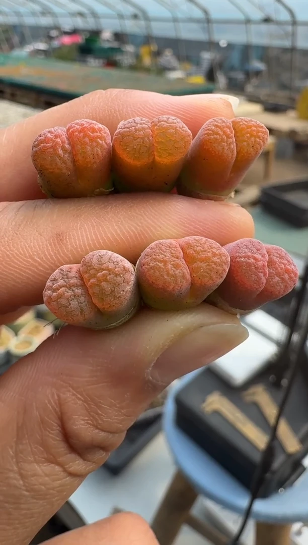 【闪购商品】15-17彩虹麒麟一颗