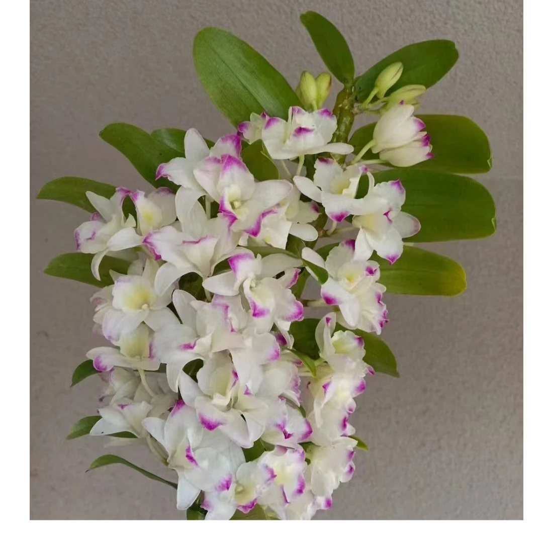 【石斛兰】玫瑰鲜花/花束 云南鲜花基地直发