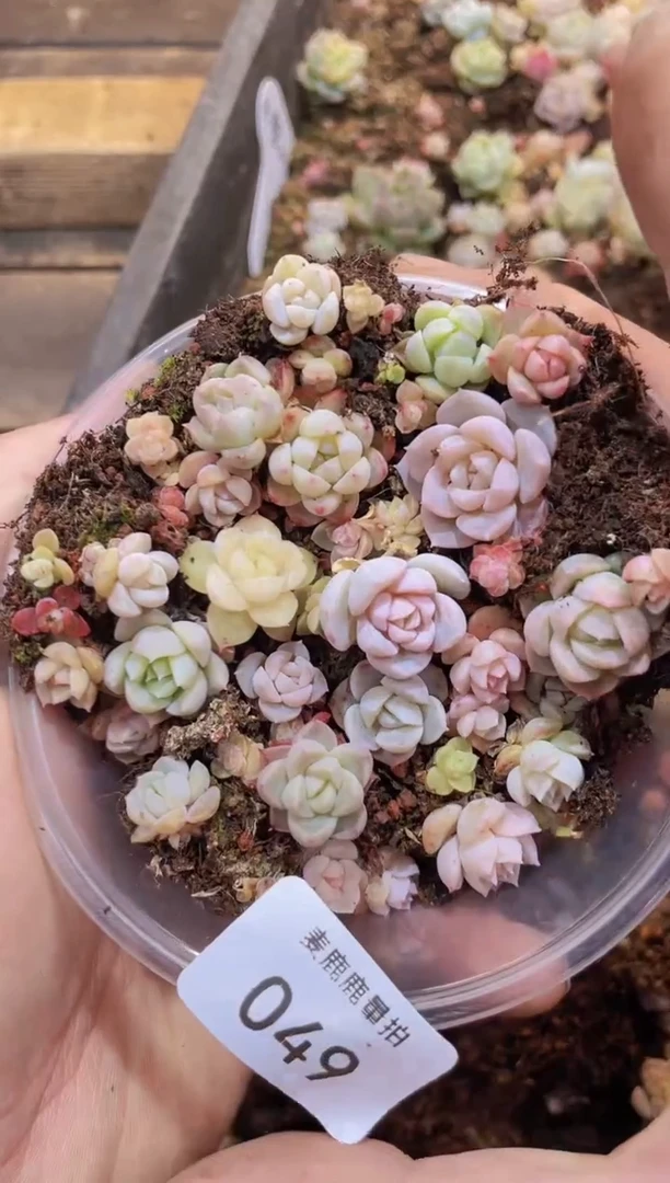 【闪购商品】049糖心混量拍1盒