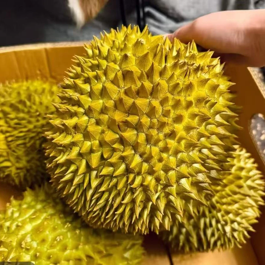 啊喜-【顺丰次日达】泰国进口自然树熟金枕鲜榴莲香甜软糯顺丰空运包邮5~6斤肉厚核小干包金枕金枕金枕泰国东部