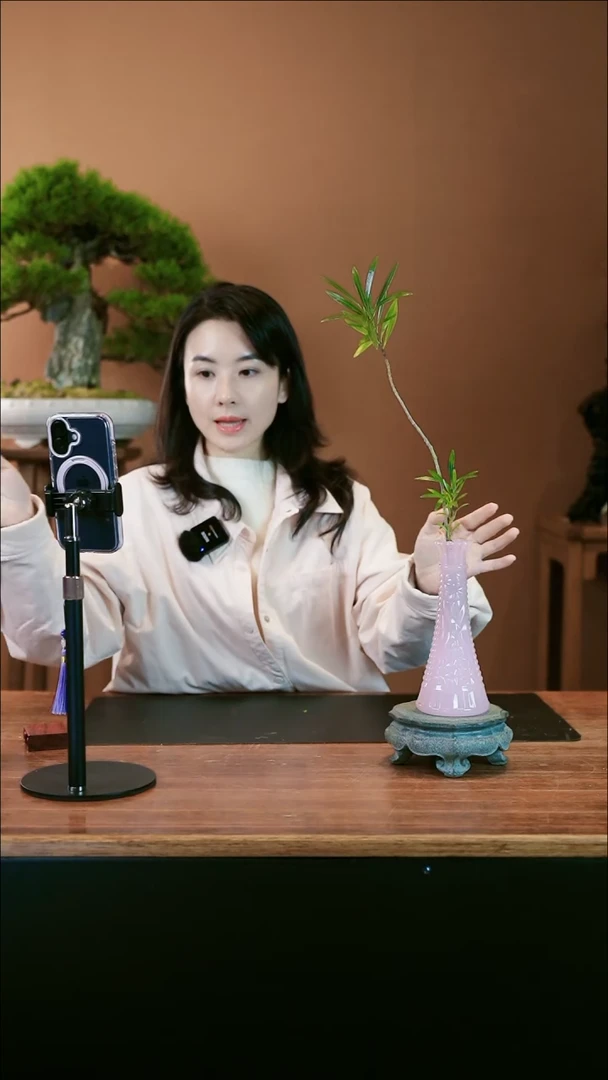 【闪购商品】盆景栀子花