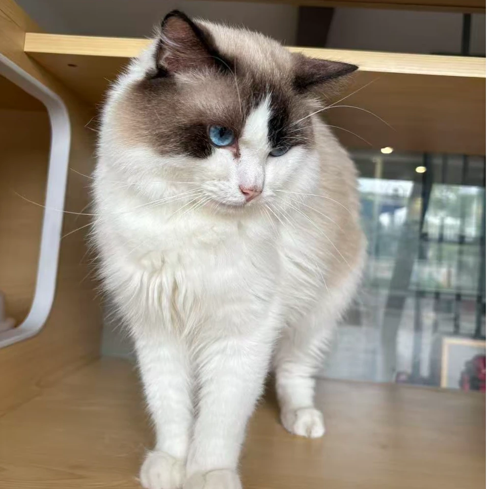 布偶猫长毛猫小狗宠物萌宠小猫咪送货上门秀气