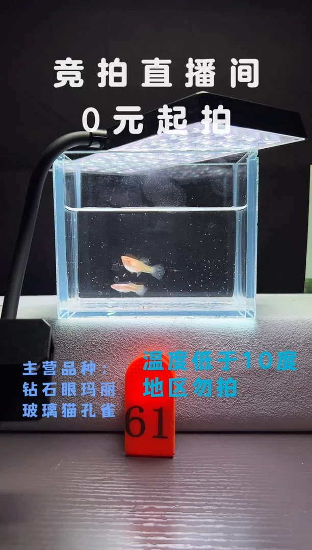 孔雀鱼熊猫白子一对编号61