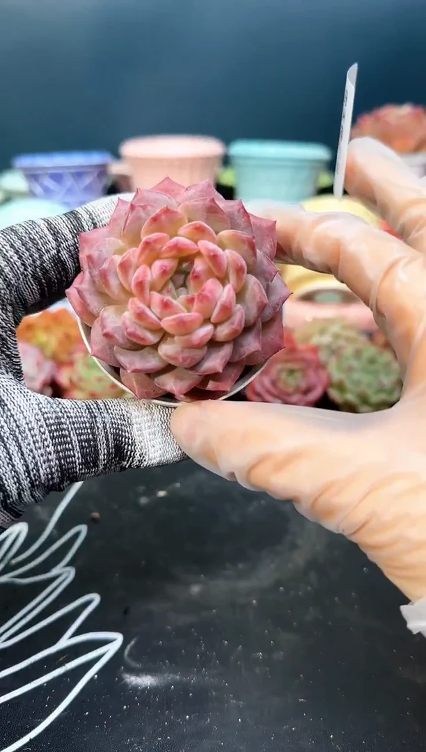 2 148 z0690  （冠幅6 cm）