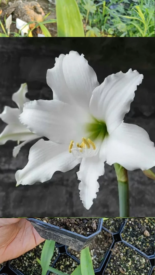 朱顶红安普托6厘米