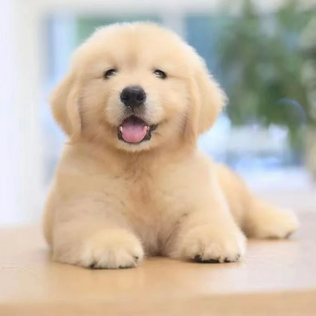 金幼犬活体销售家养健康萌宝 聪明亲人精品