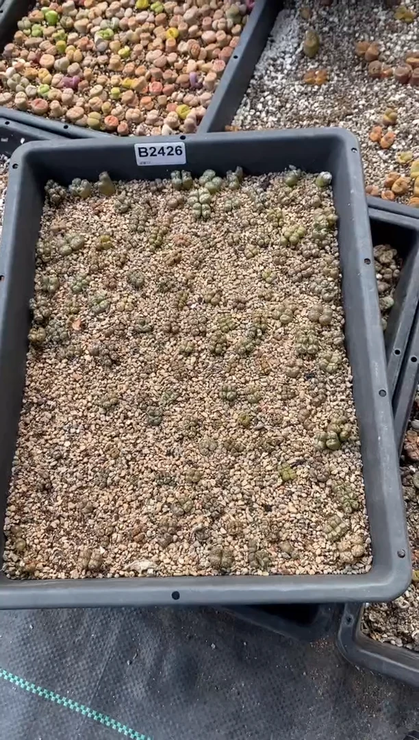 【闪购商品】2426脱土