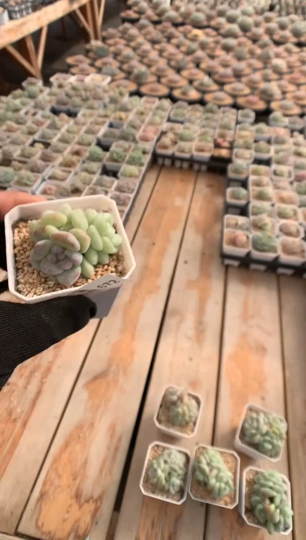 672冰玉石化多肉植物一物一拍