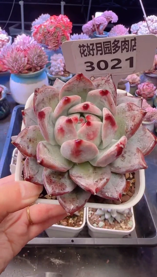 【闪购商品】3021.