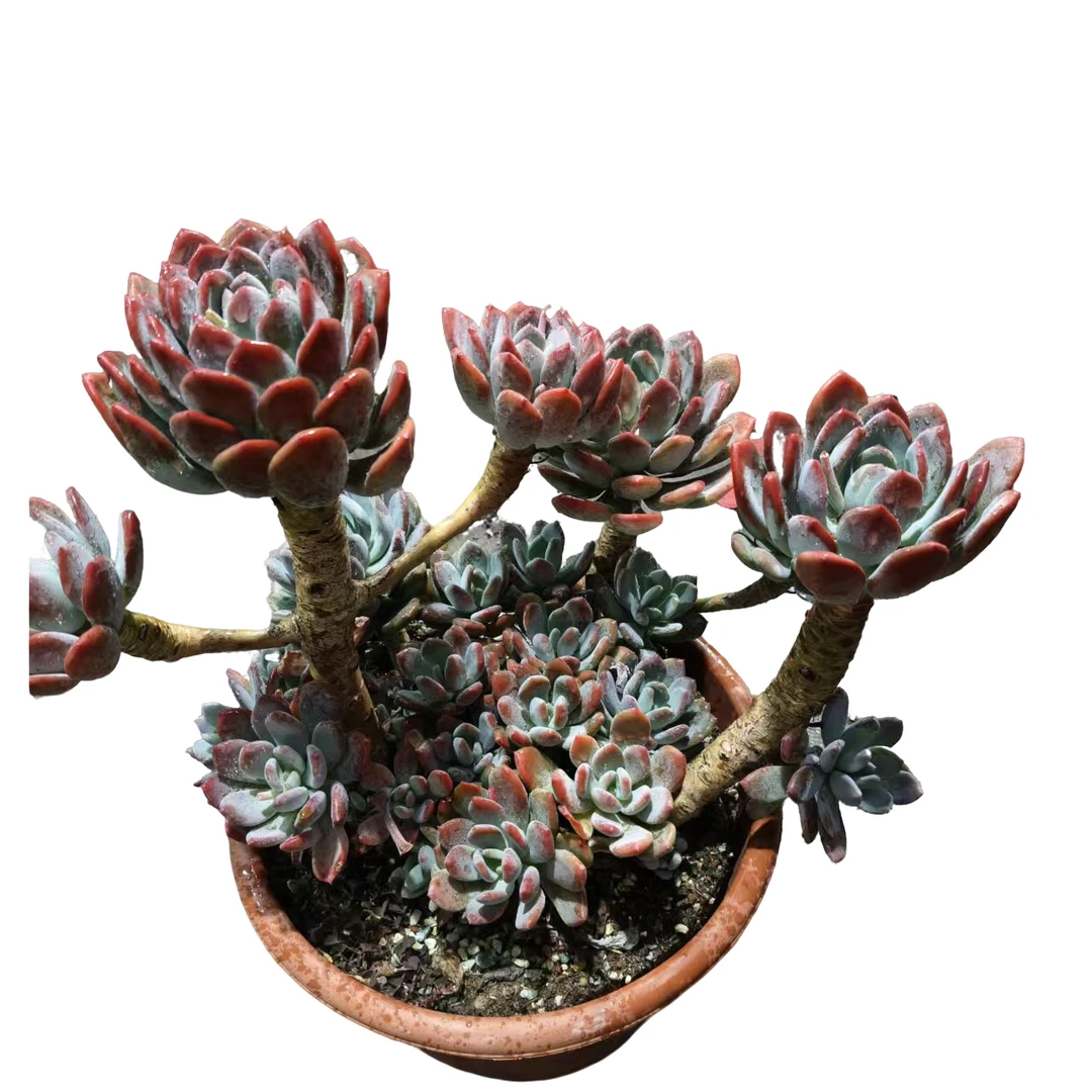 精品多肉 大号灰姑娘