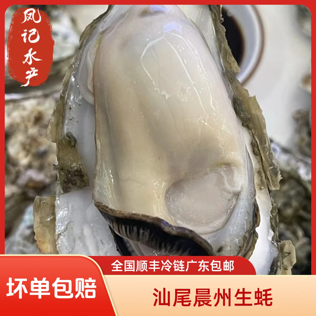 汕尾本港  晨州大生蚝 G