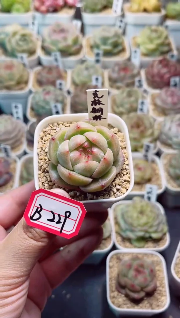 B229克林姆林一物一拍