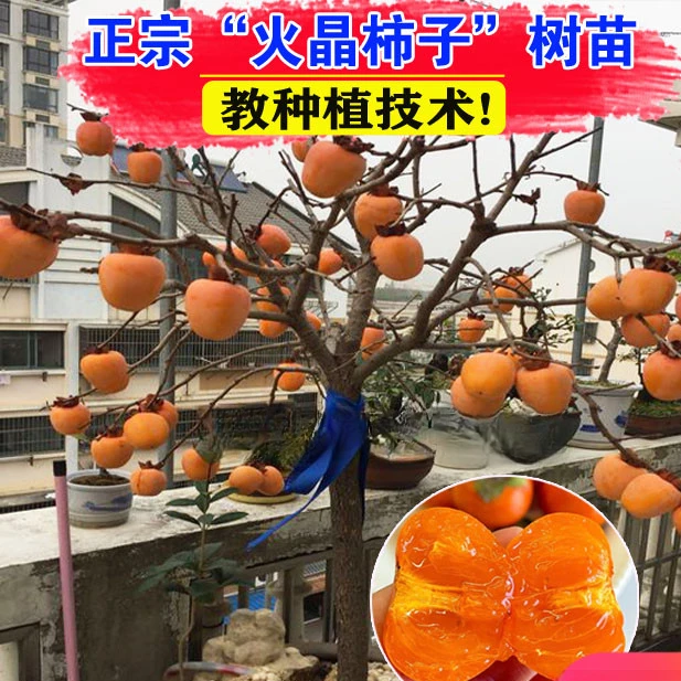嫁接红灯笼火晶无核脆甜柿子树苗果树盆栽地栽南北方种植当年结果