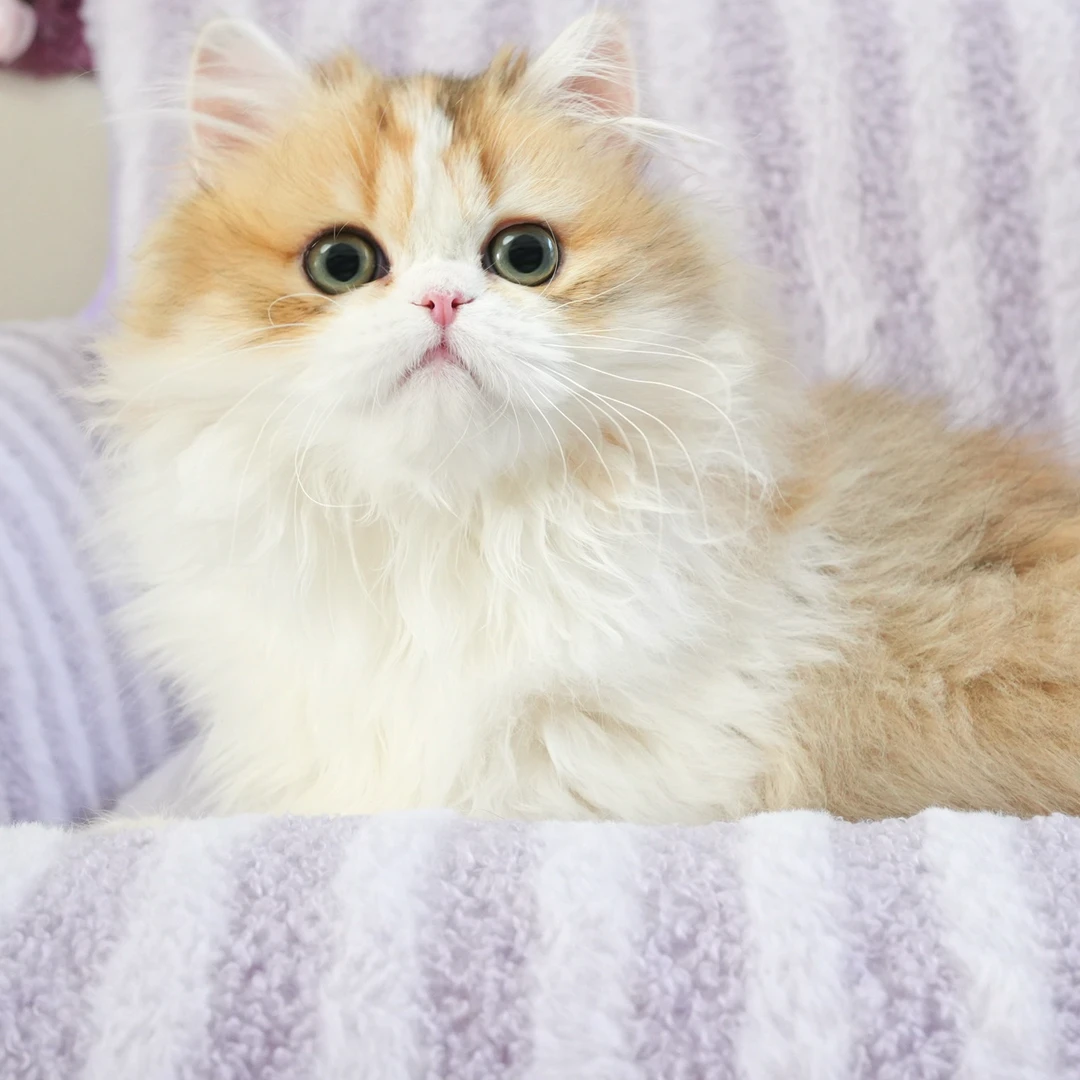 猫矮油米努特花仙子妹妹活体