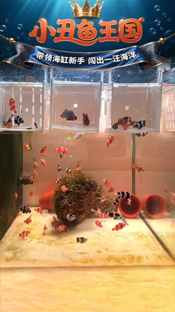 海水鱼10条3.5-4 瑕疵练手鱼