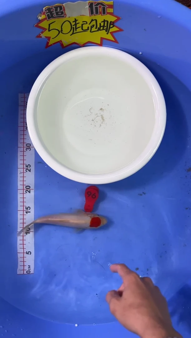 锦鲤活体二号链接