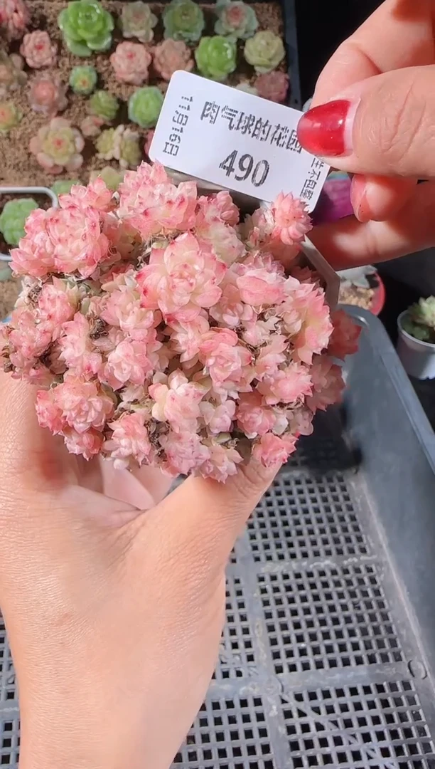 1116-490群生不包整