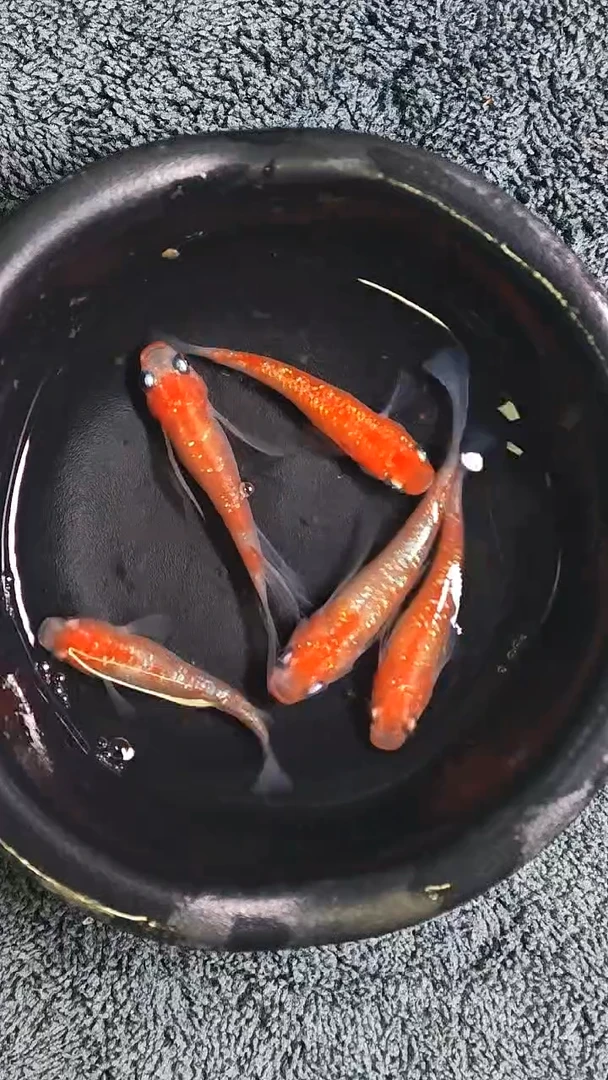 海水鱼观背青鳉11