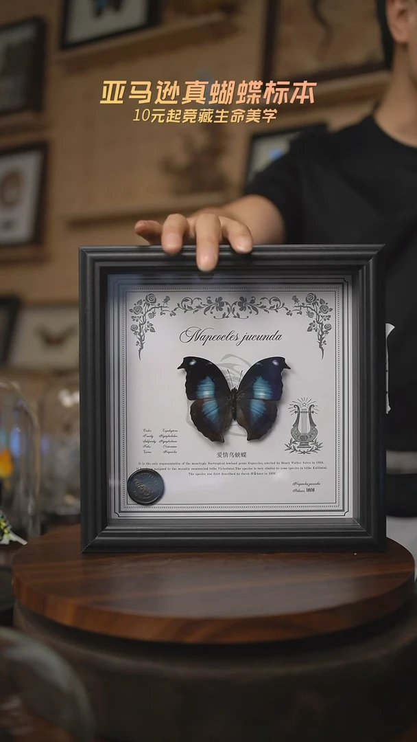 有机玻璃爱情鸟蛱蝶欧式方框